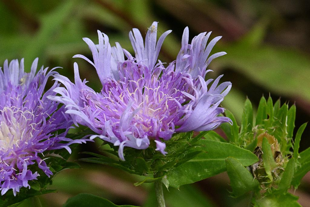 2025-07119534 Tower Hill Botanic Garden, MA.JPG - Stoke's Aster. New England Botanic Garden at Tower Hill, MA, 7-11-2025